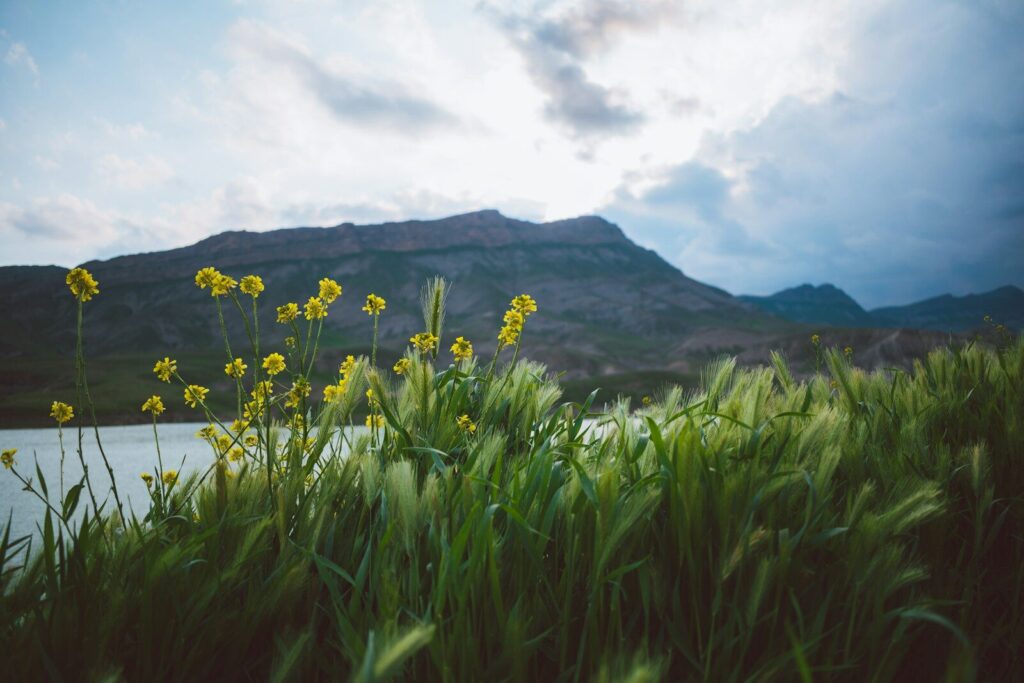 Yellow wildflowers and lush green grasses in the foreground, with a serene lake and mountains under a cloudy sky in the background.